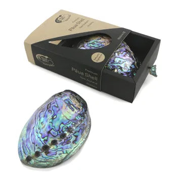 Premium Paua Shell in Gift Box